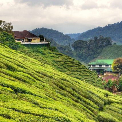 Destinasi Cameron Highlands - Homepage